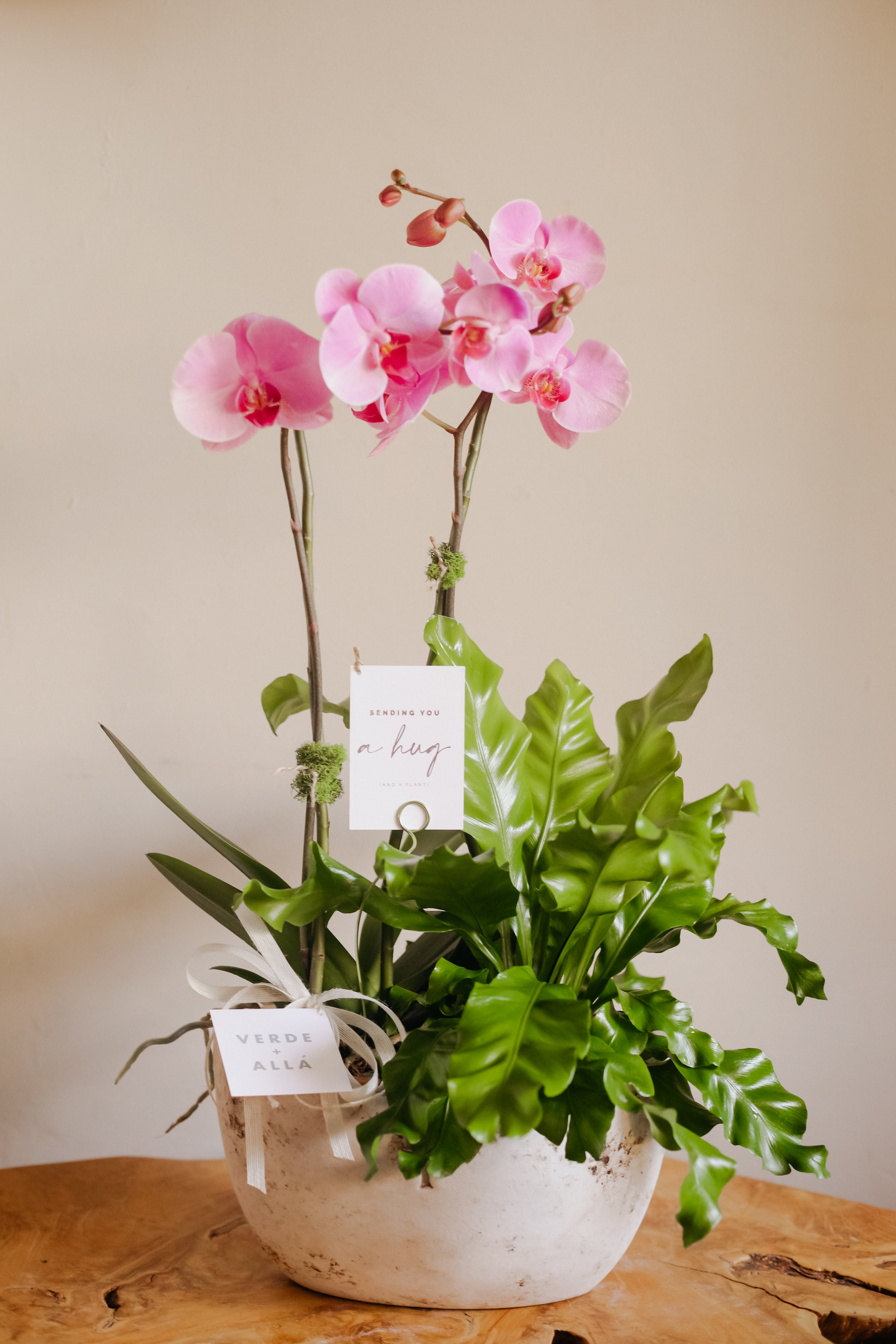 Maceta con Helecho y Orquidea Rosa