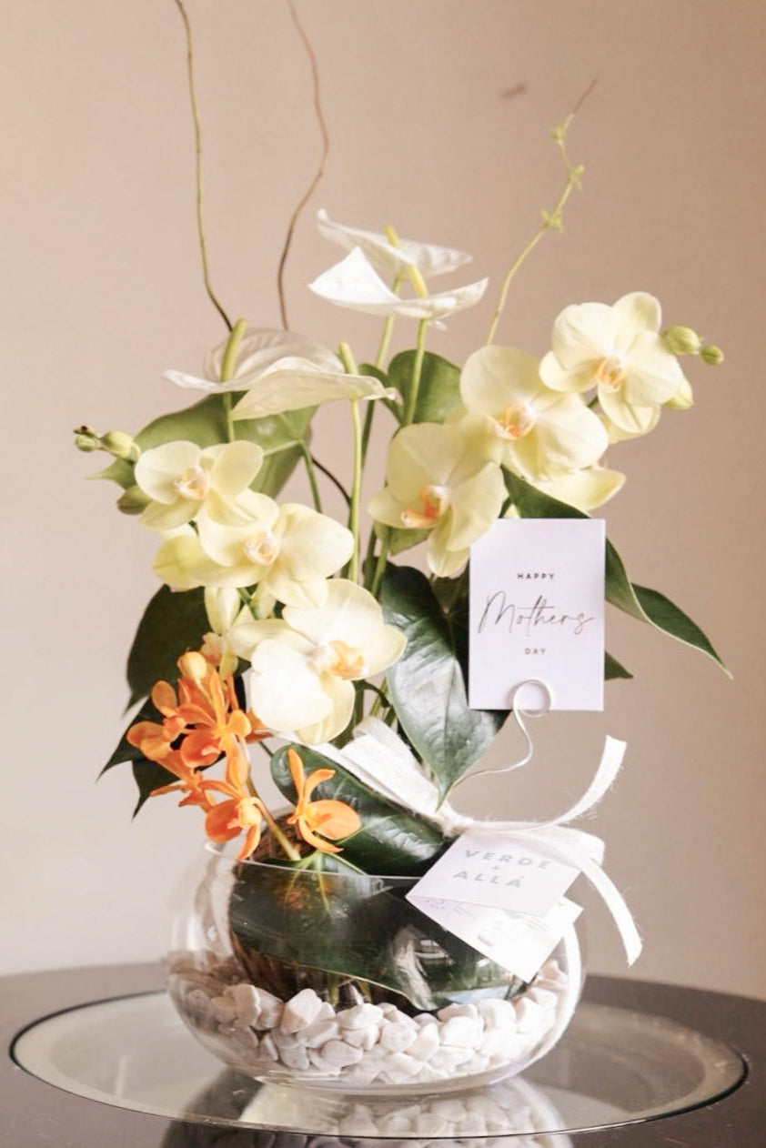 Anthurium blanco con Orquídea Phalenopsis y Mokara