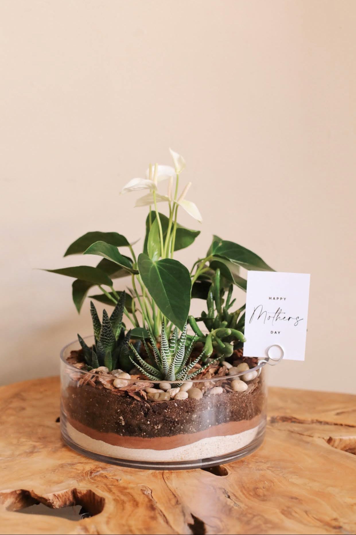 Terrario de Anthurium con Suculentas
