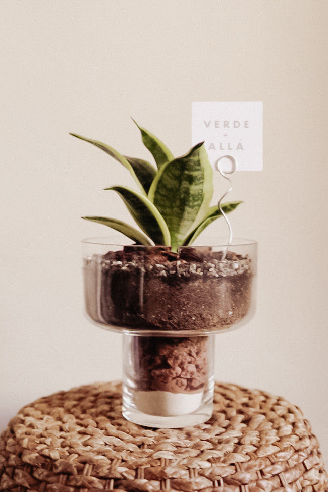 Terrario Sansaveria