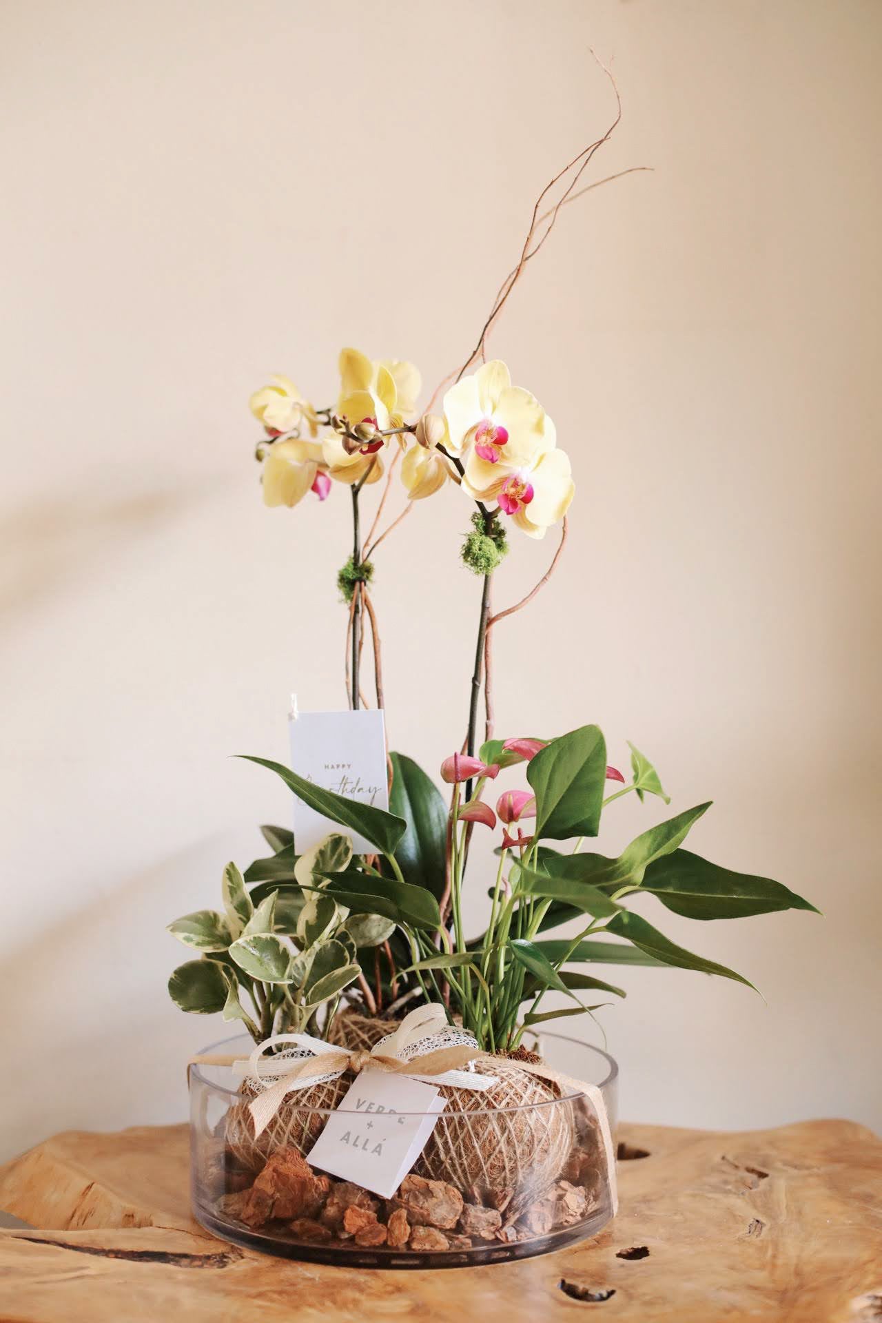 Arreglo Floral de Tres Kokedamas Colores Vivos