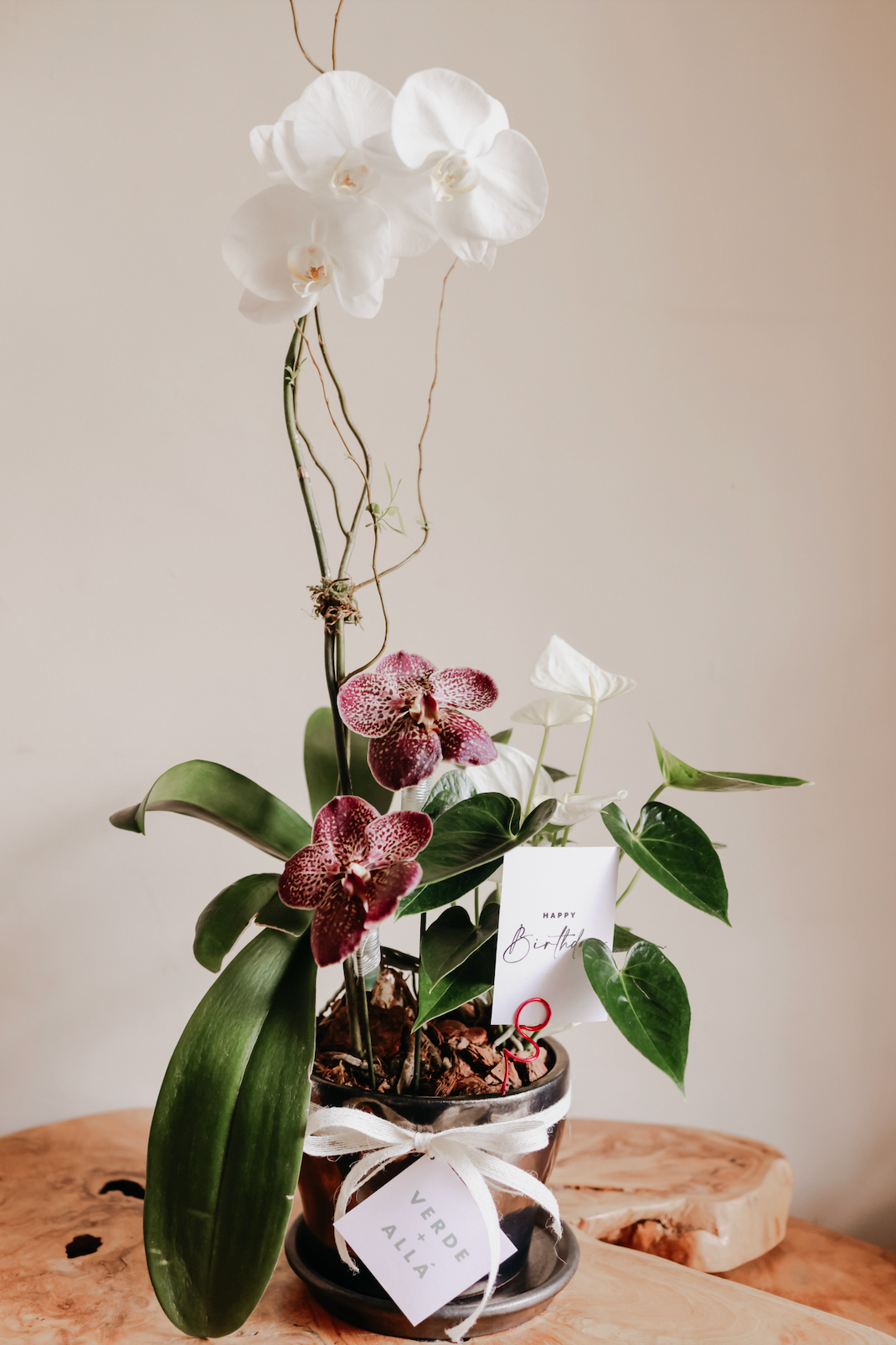 Maceta Negra con Orquidea y Anthurium