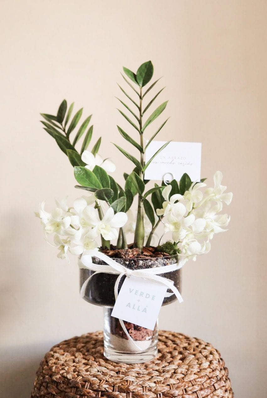 Zizi Plant con Orquidea