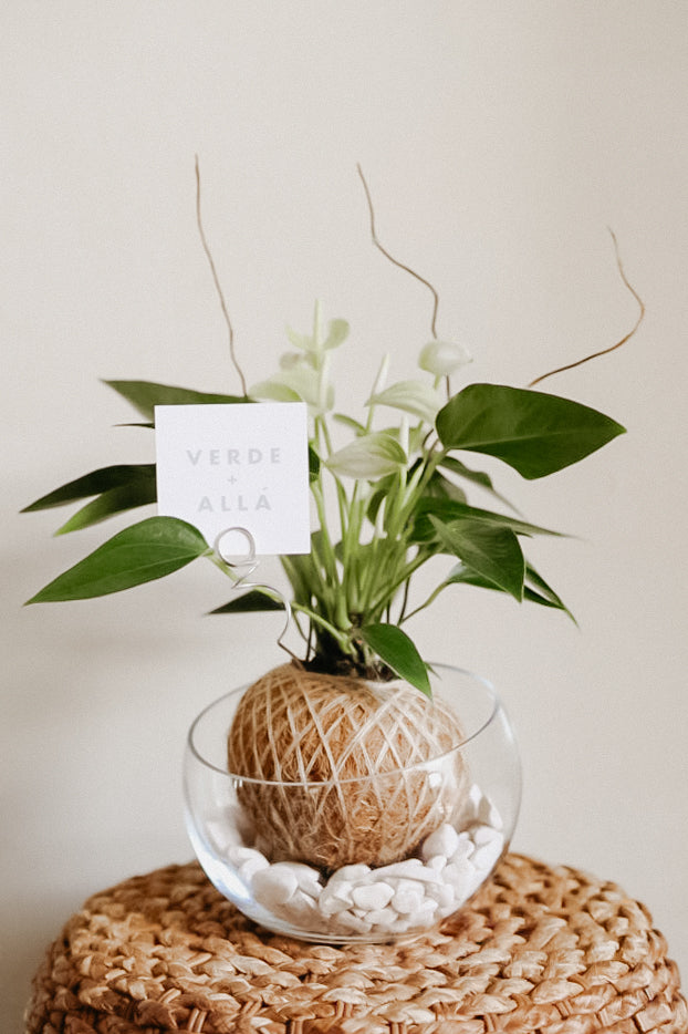 Mini Anthurium Blanco