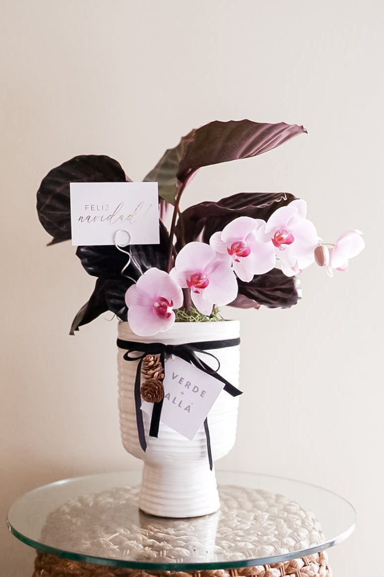 Calathea Morada Con Orquidea