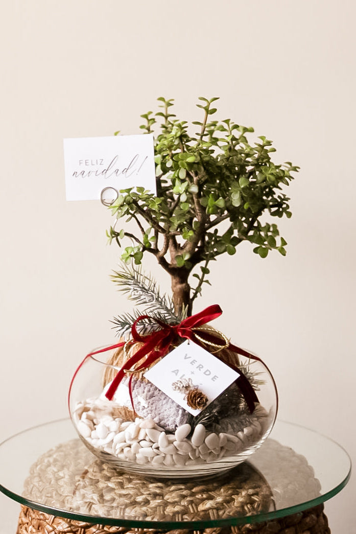 Kokedama de Arbol de la Abundancia