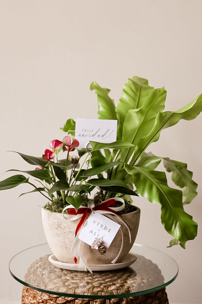 Helecho Nido de Ave y Mini Anturio en Maceta