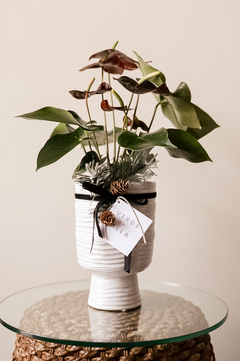 Anturio Cafe en Base de Ceramica