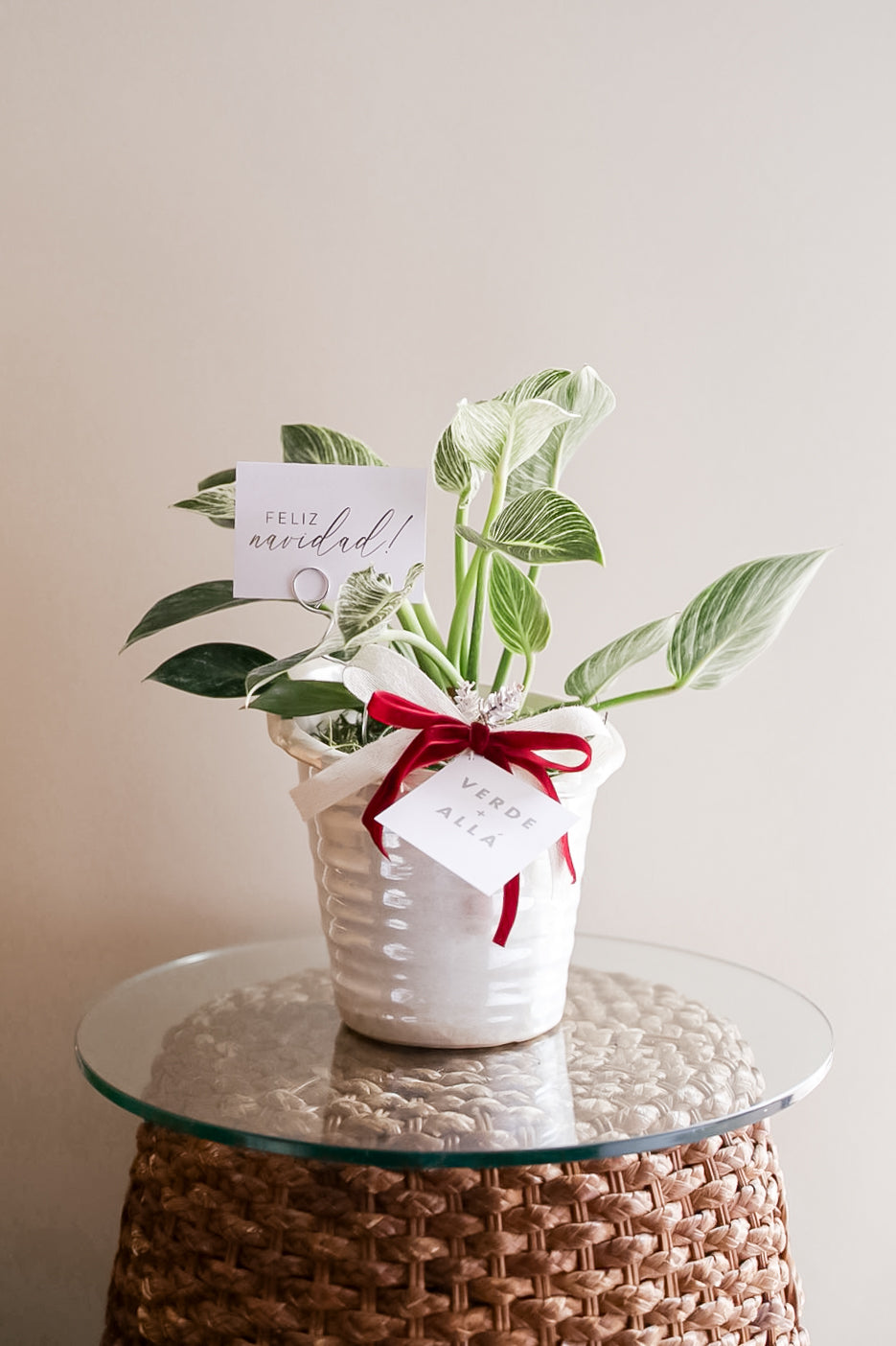 Philodendro Birkin en Base de Ceramica