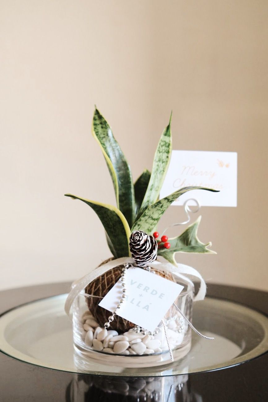 Kokedama Mini Espada del Rey de Navidad