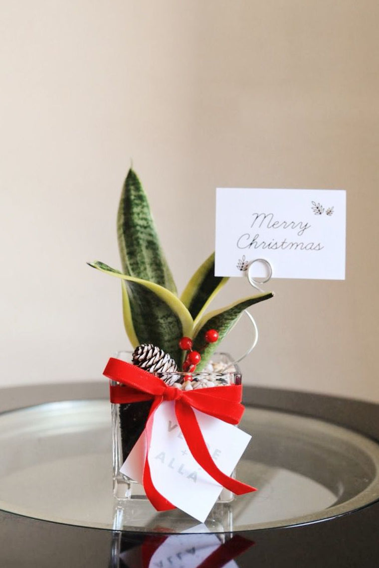 Mini Terrario Sansevieria de Navidad