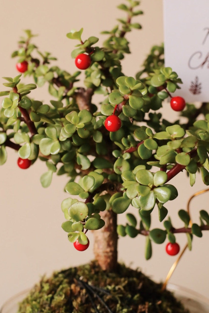 Árbol de la Abundancia de Navidad