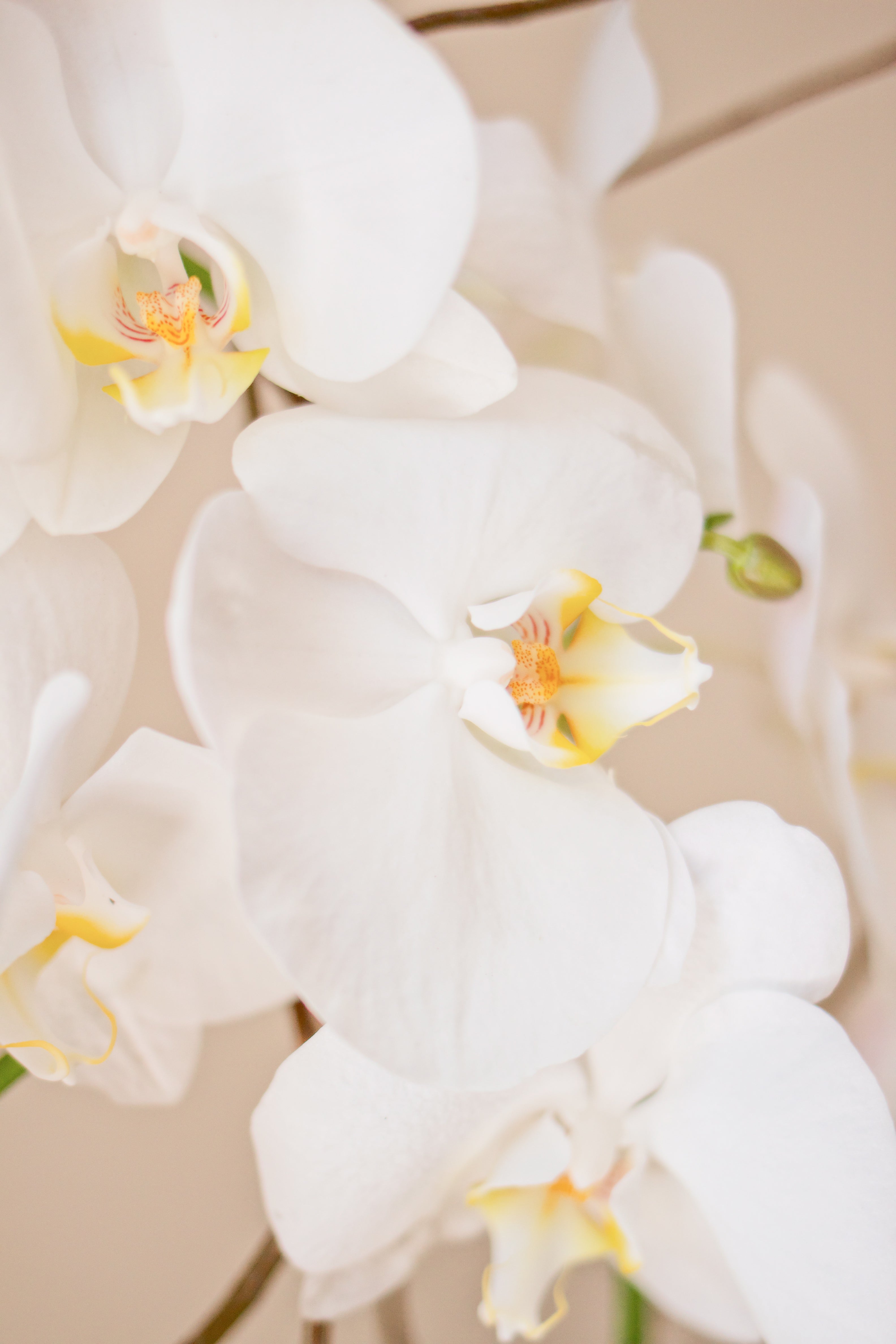 Mini Anthurium Blanco con Orquídea Blanca
