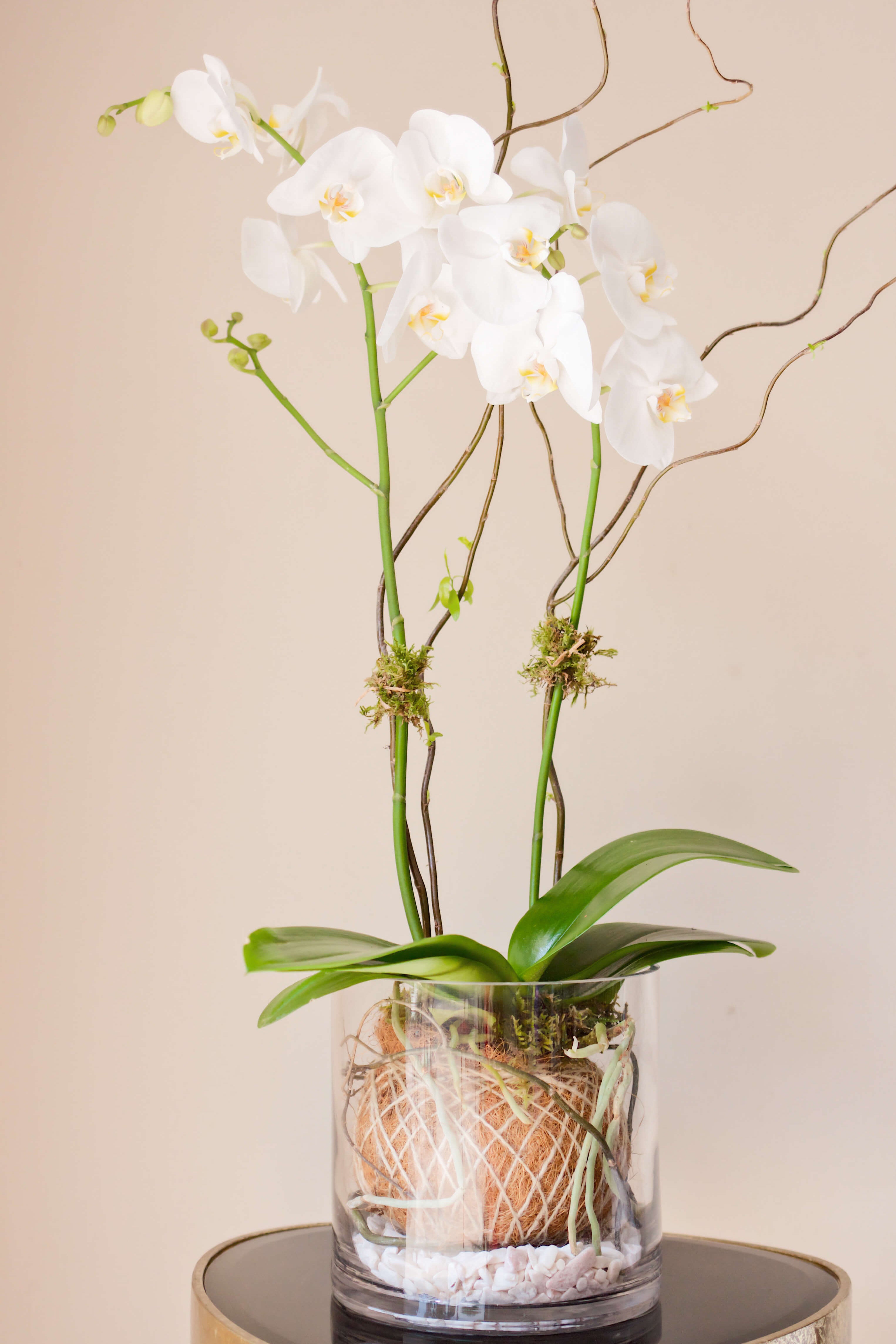 Orquídea Blanca