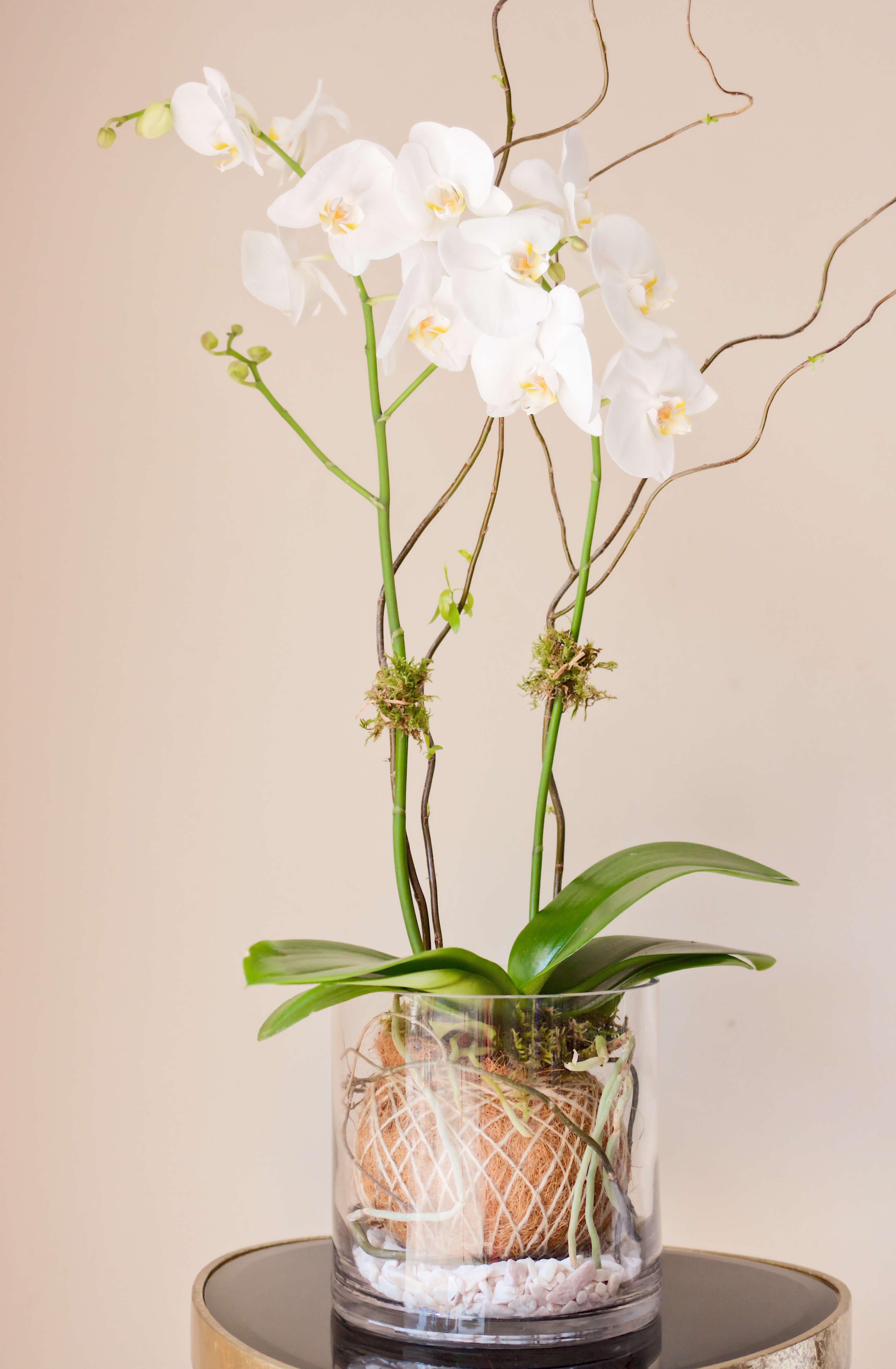 Orquídea Blanca en Jarrón de Cristal 'Phalaenopsis