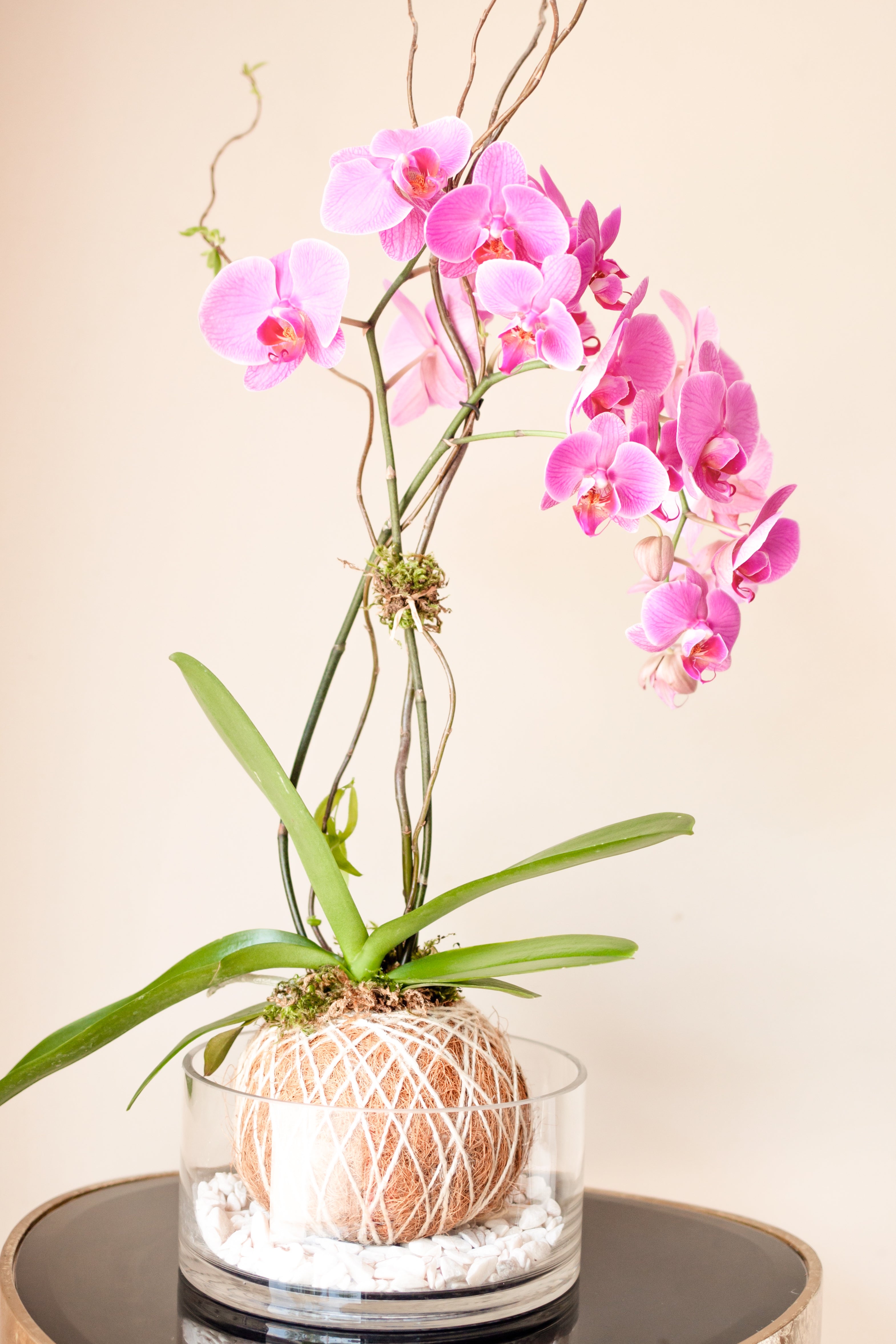 Orquídea Rosa
