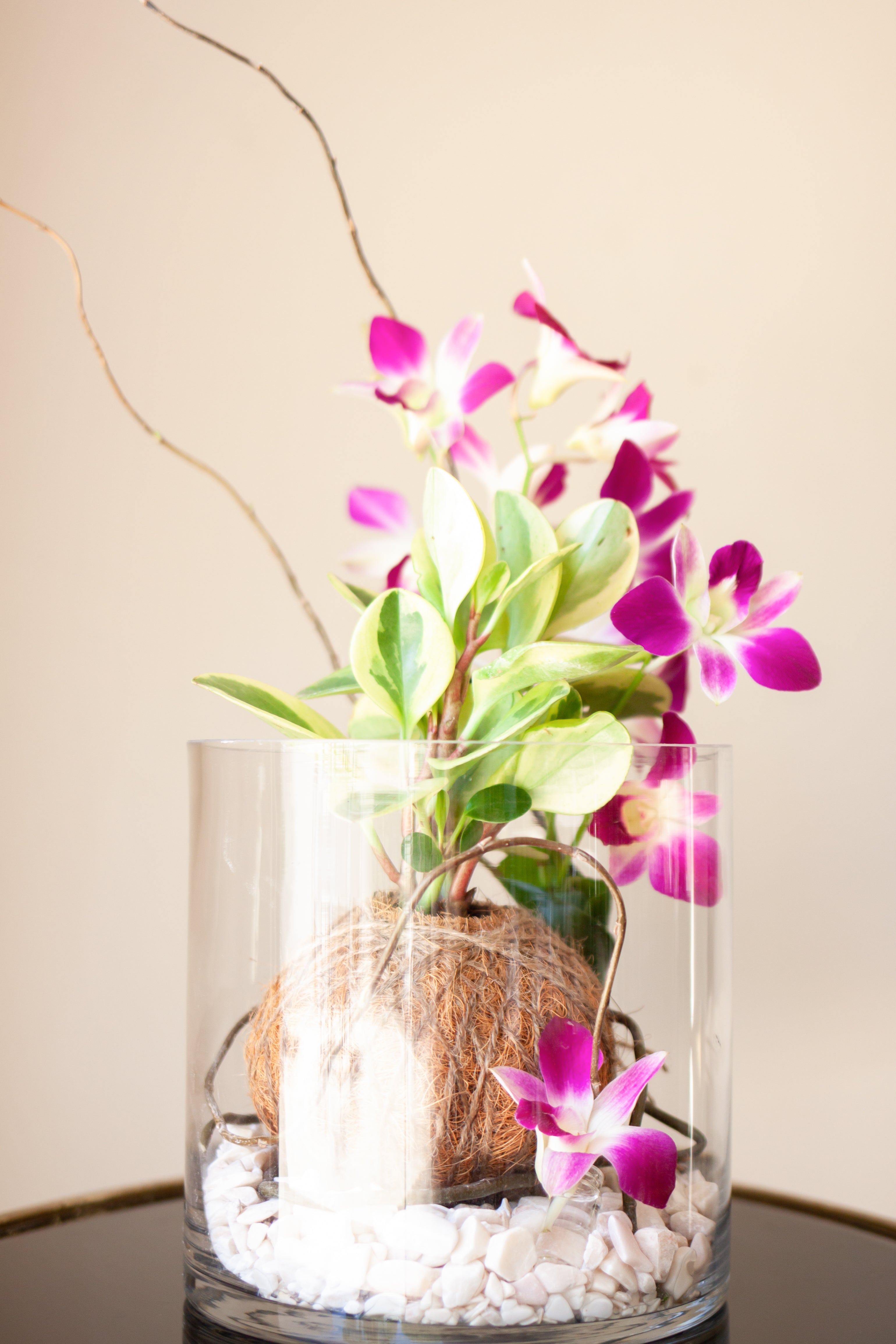 Peperomia con Orquídea Sonia