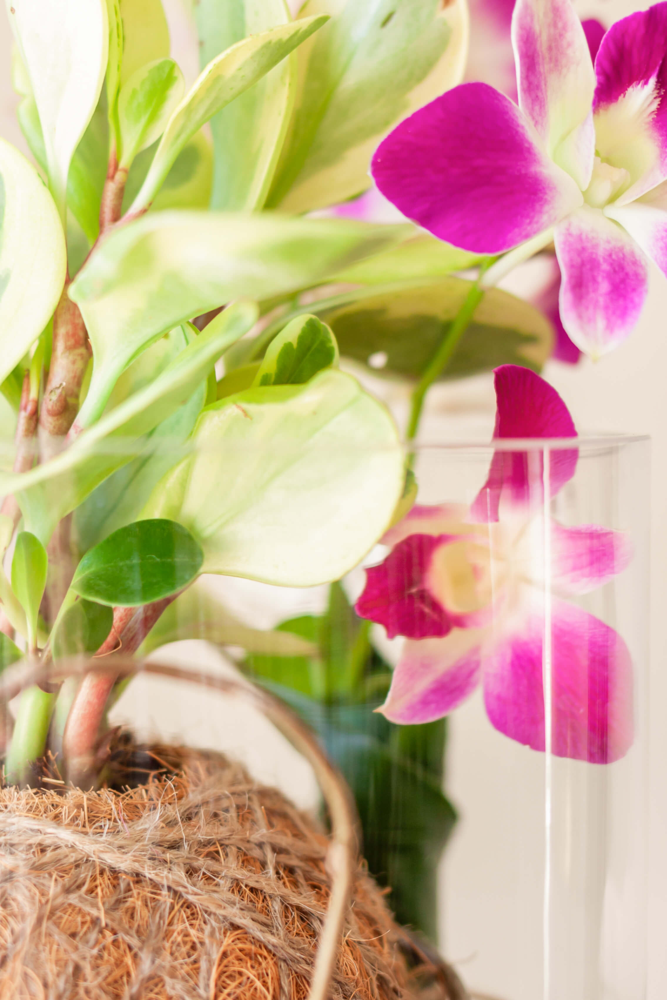 Peperomia con Orquídea Sonia