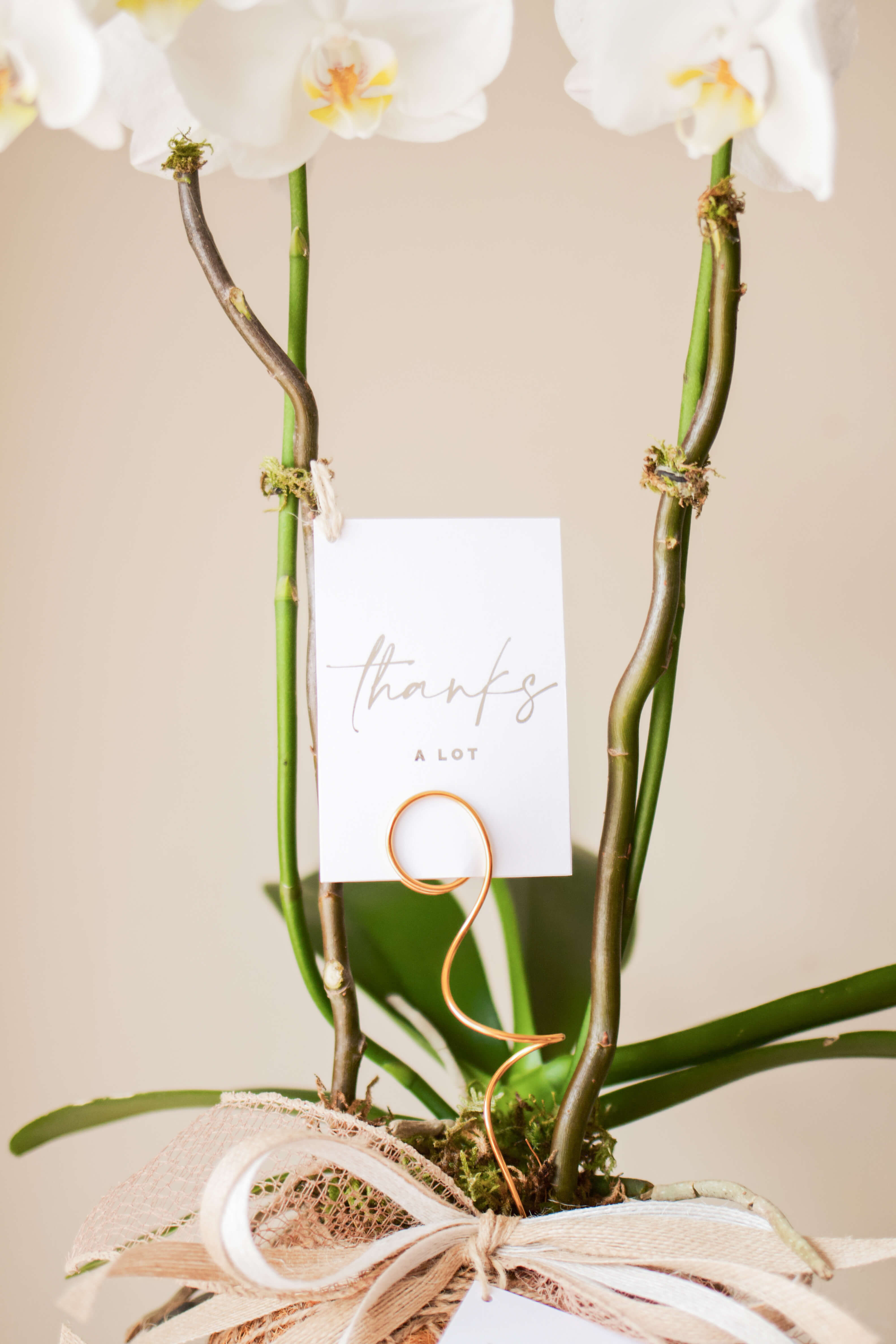 Orquídea Blanca