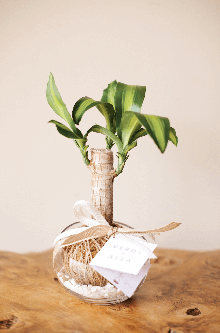 Kokedama de Palo de Brasil