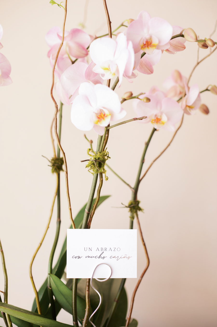 Orquídea Rosa de Cuatro Tallos