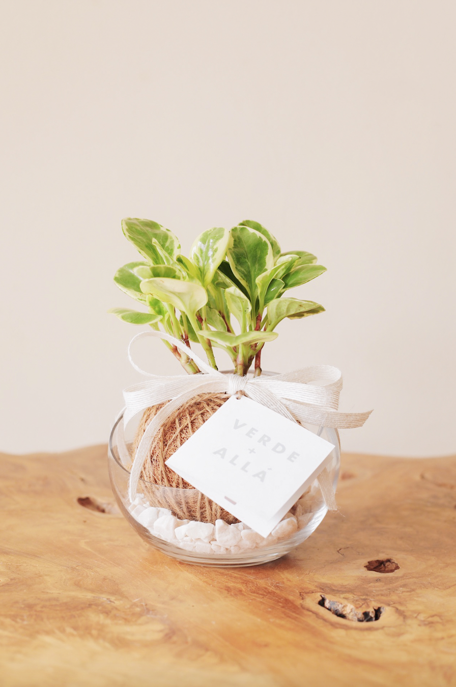 Peperomia