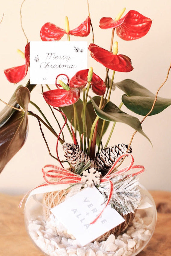 Mini Anthurium Rojo de Navidad