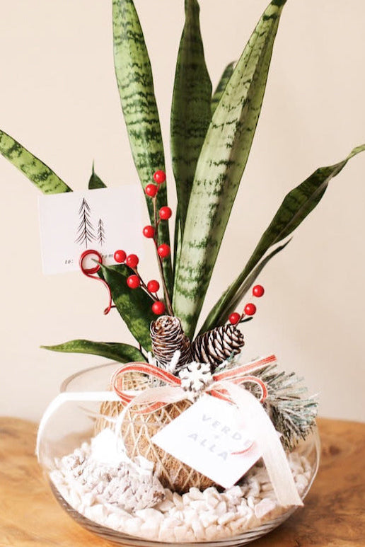 Sanderiana de Navidad